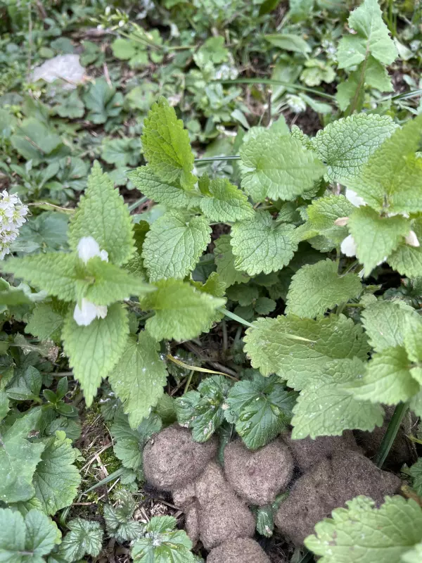 Чайная беседка