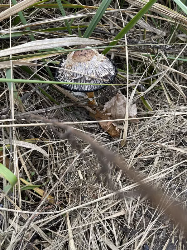 Чайная беседка