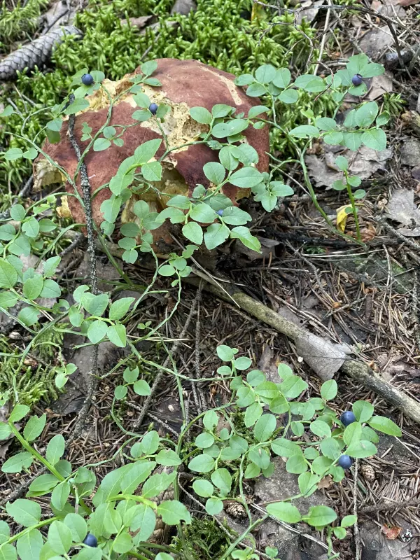 Чайная беседка