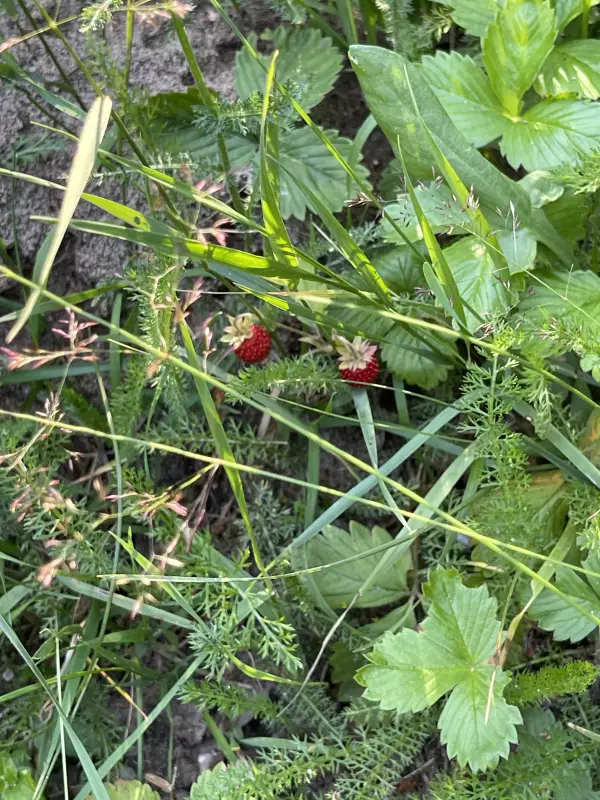 Чайная беседка