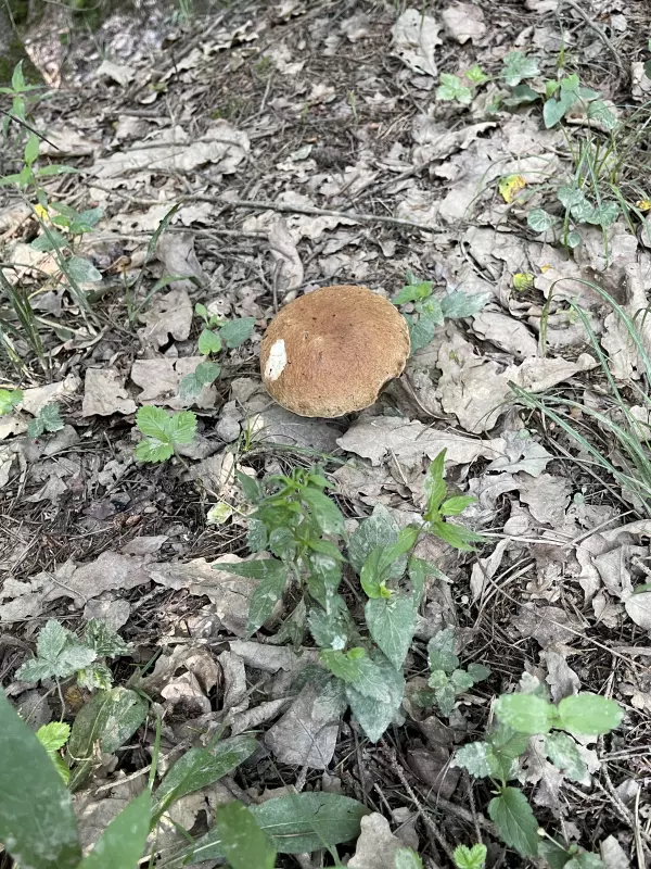 Чайная беседка