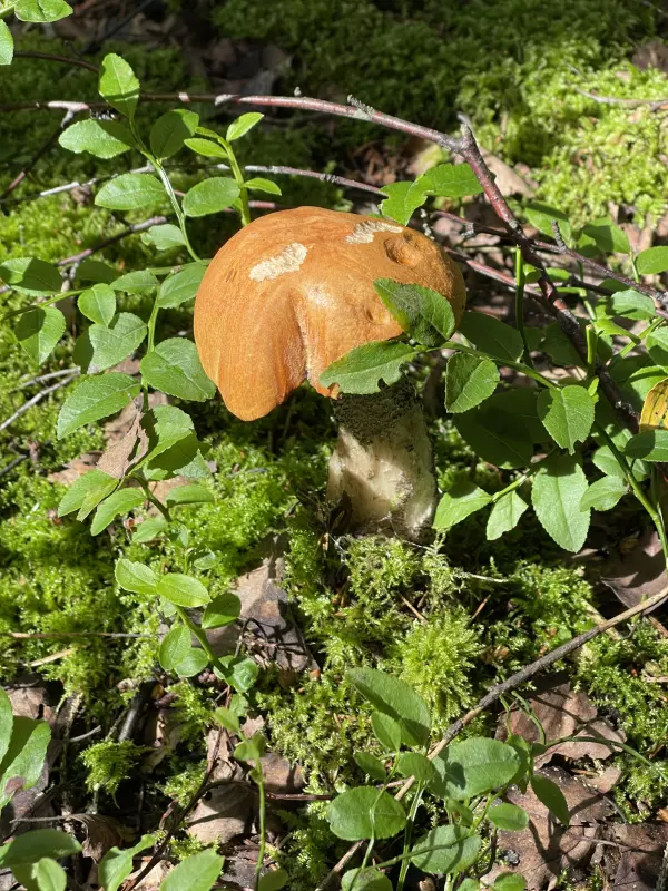 Чайная беседка