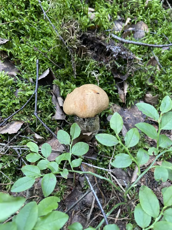 Чайная беседка