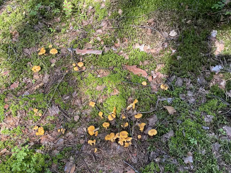 Чайная беседка