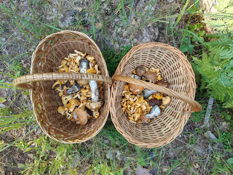 Чайная беседка