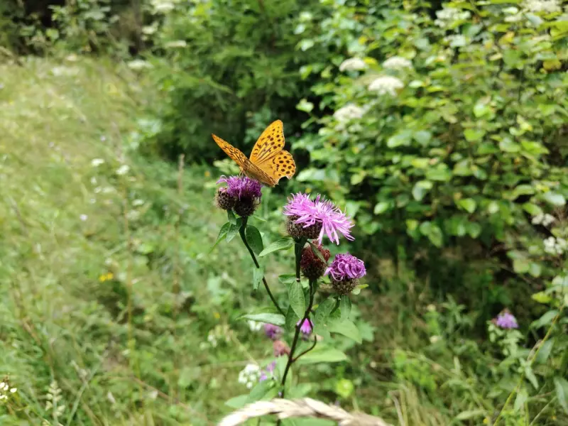 Чайная беседка