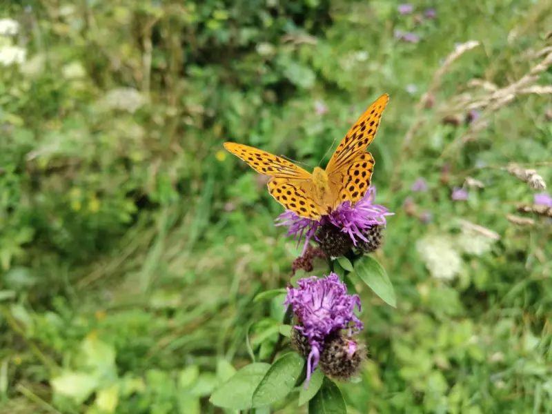 Чайная беседка