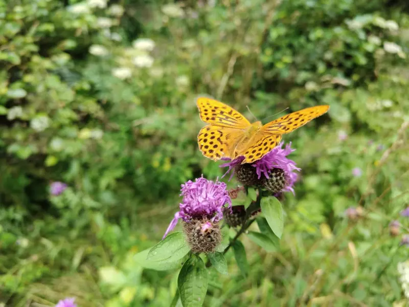 Чайная беседка