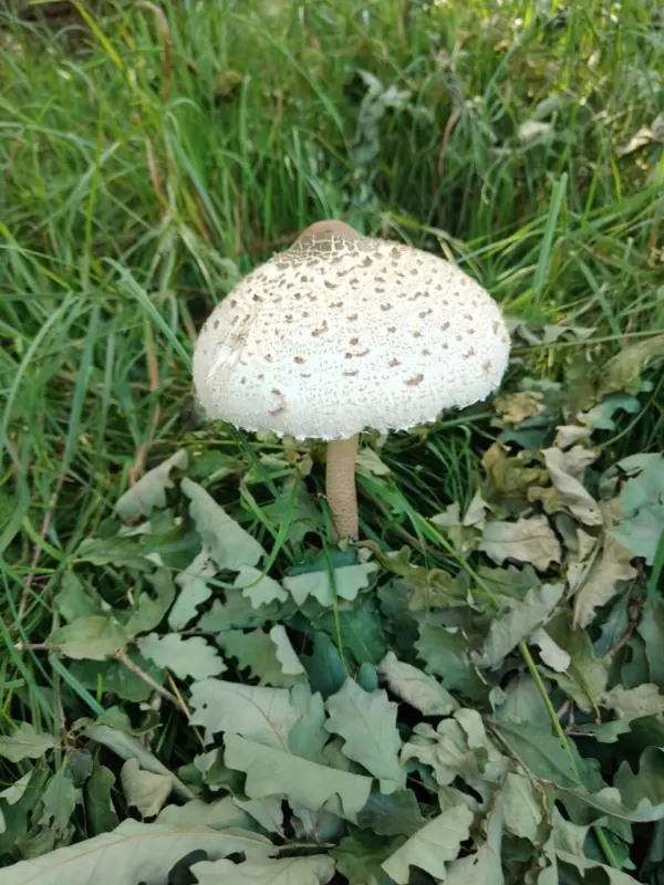 Чайная беседка