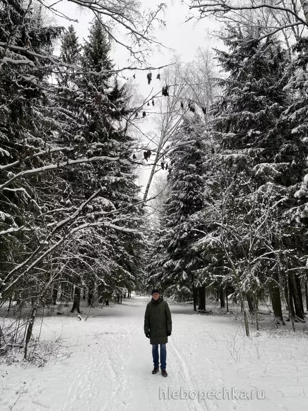 Чайная беседка