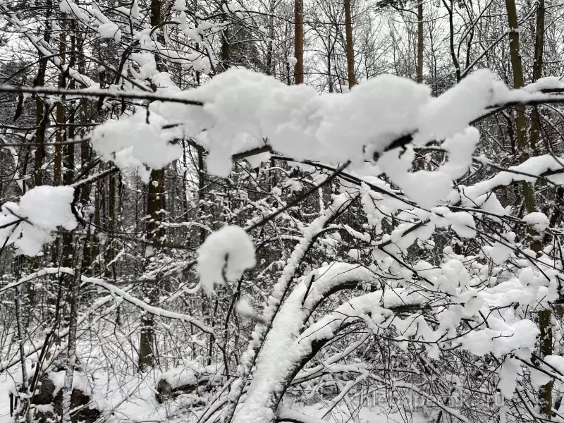 Чайная беседка