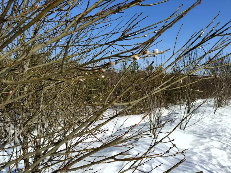 Чайная беседка