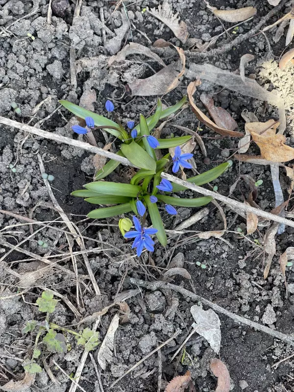 Чайная беседка