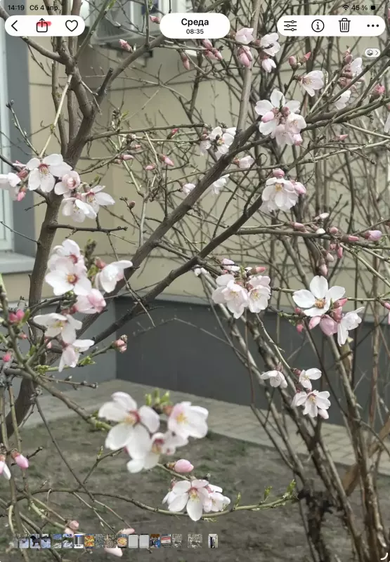 Чайная беседка