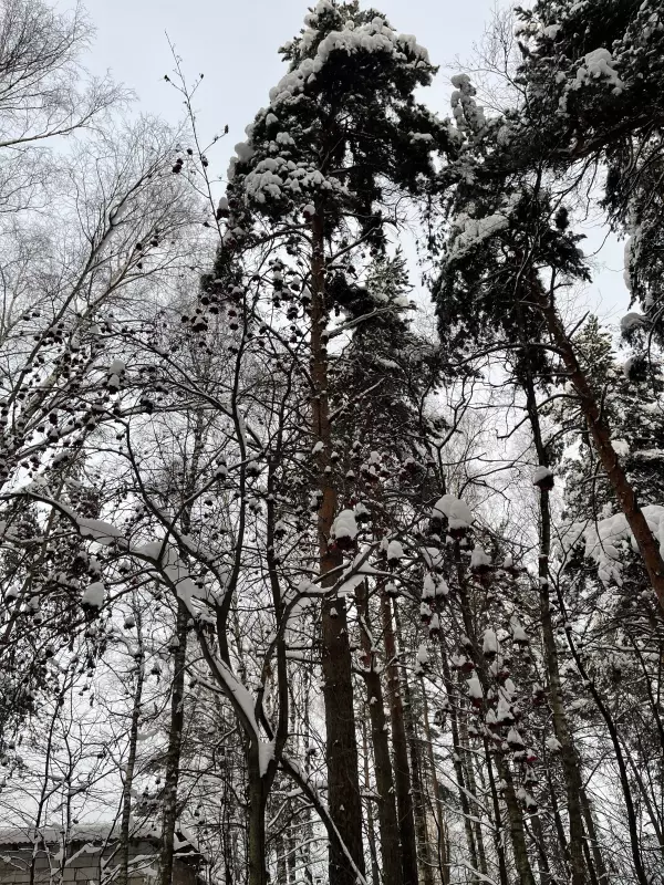 Чайная беседка