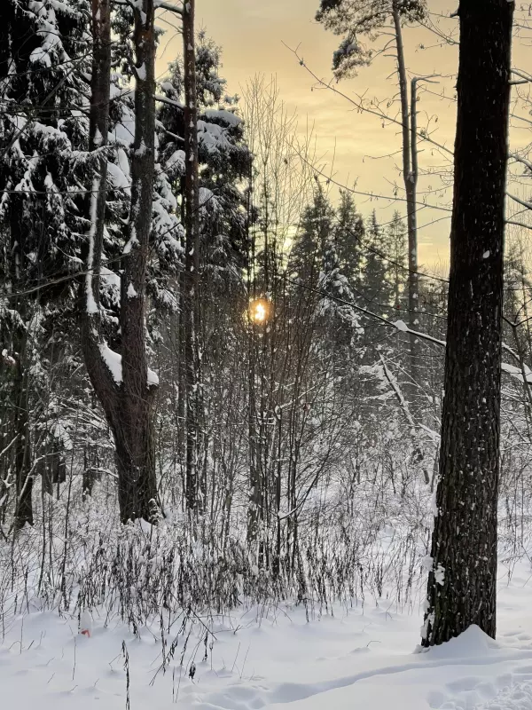 Чайная беседка