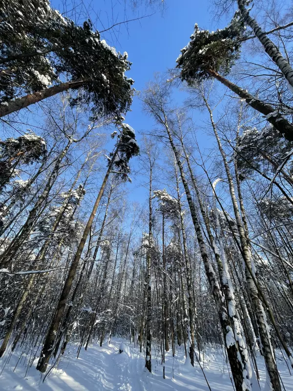 Чайная беседка