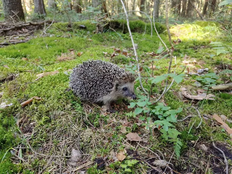 Чайная беседка