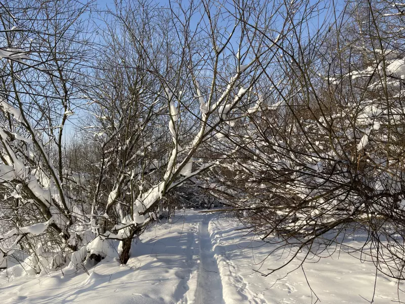 Чайная беседка