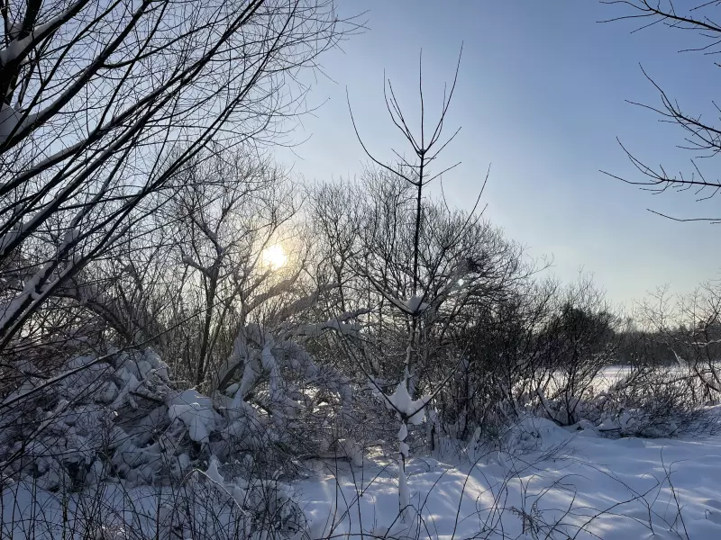 Чайная беседка