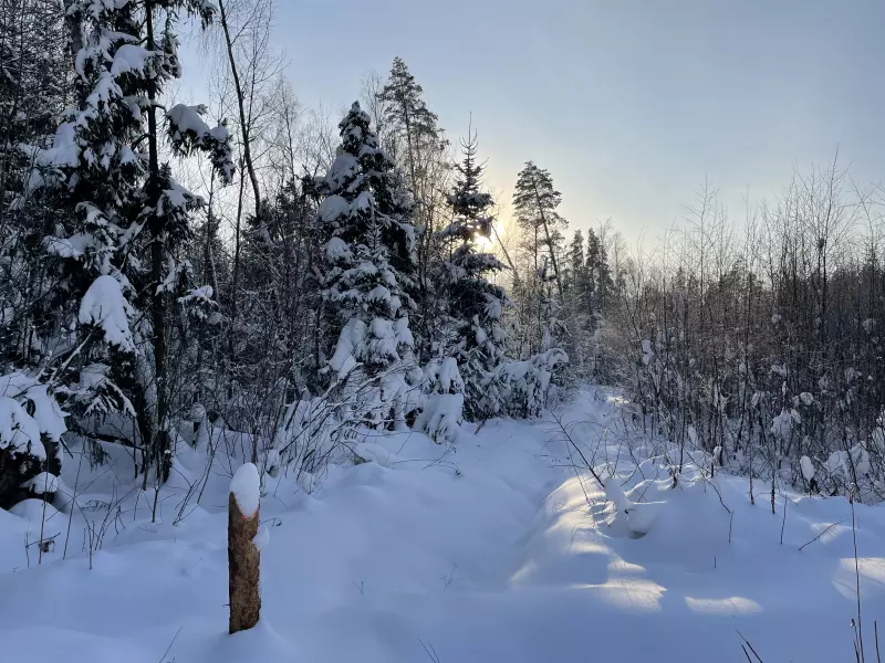 Чайная беседка