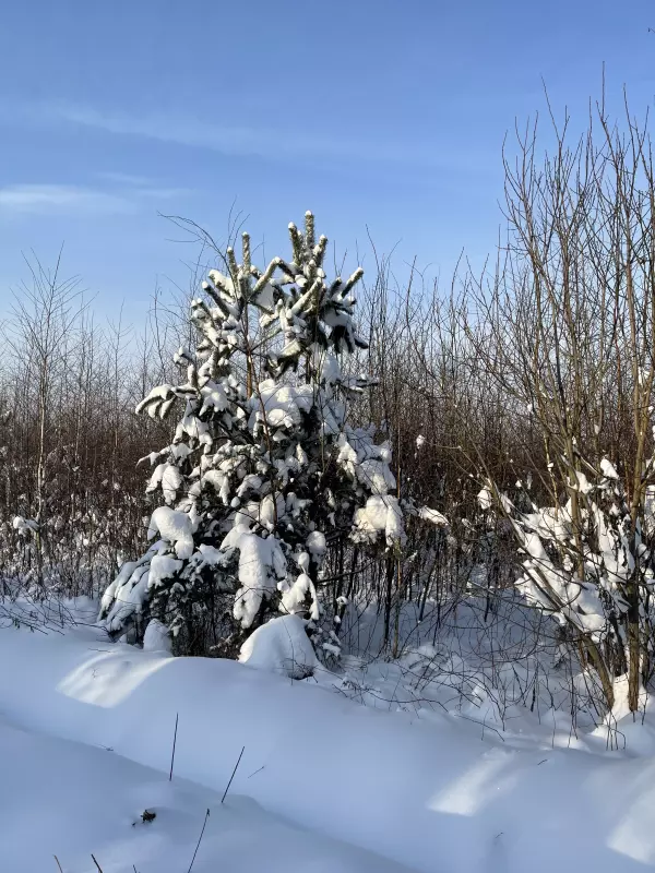 Чайная беседка