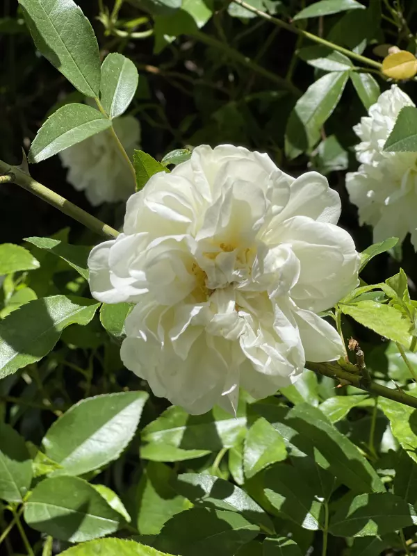 Чайная беседка