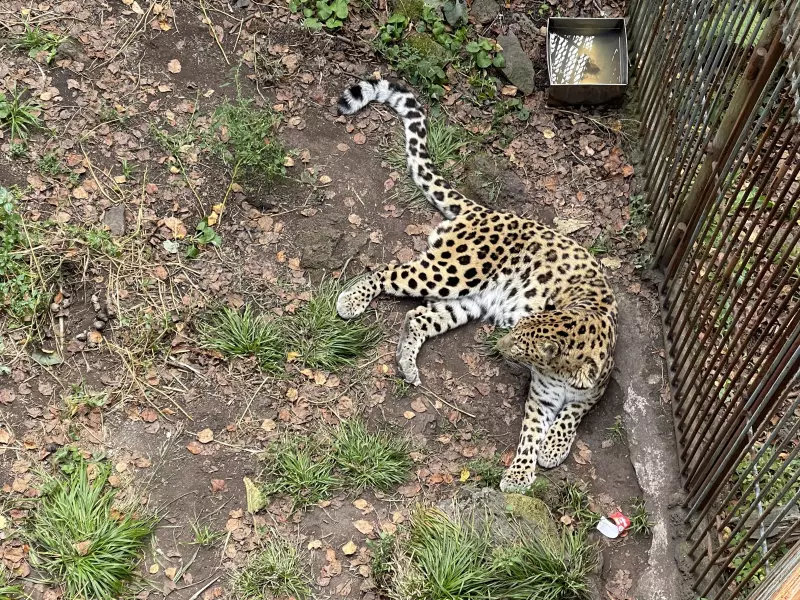 Чайная беседка