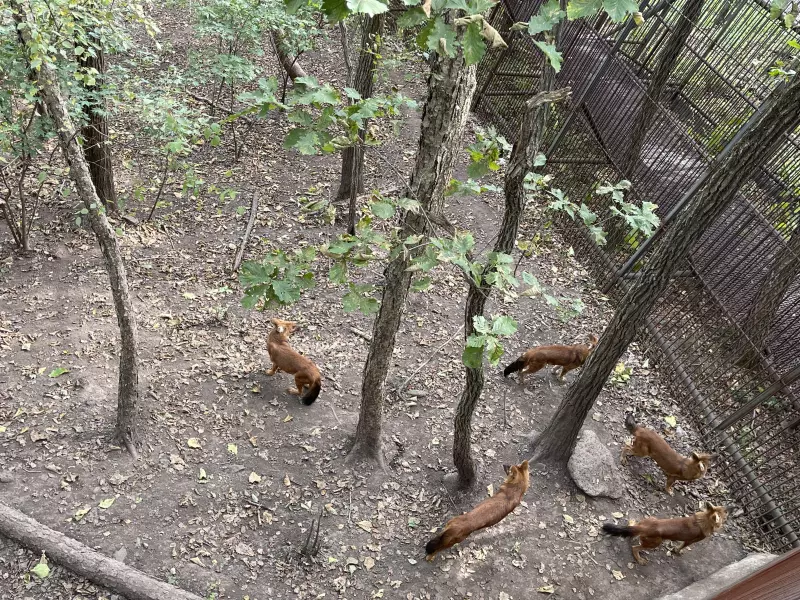 Чайная беседка