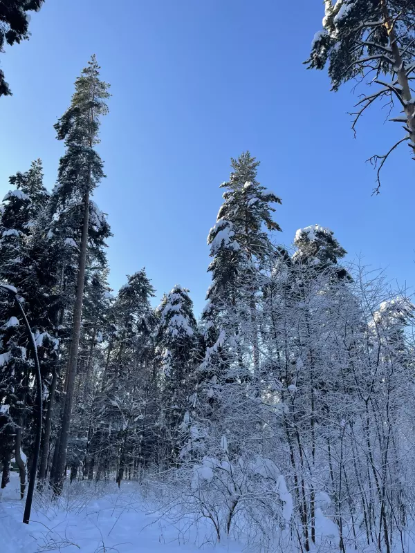 Чайная беседка