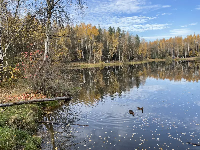 Чайная беседка