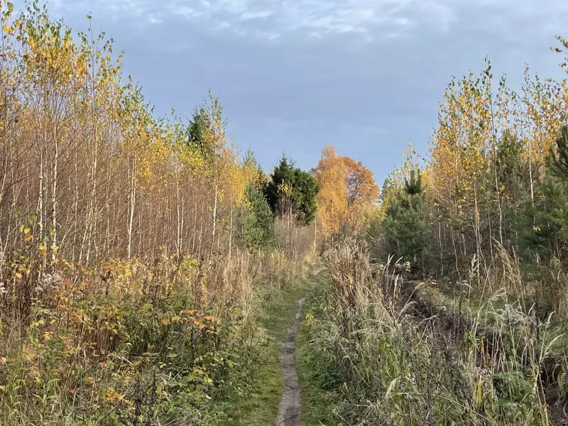 Чайная беседка