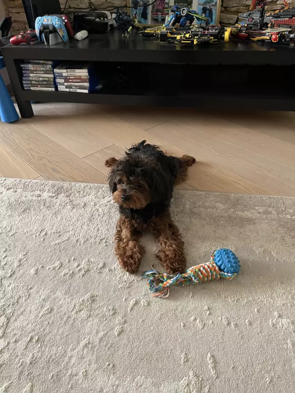 Чайная беседка