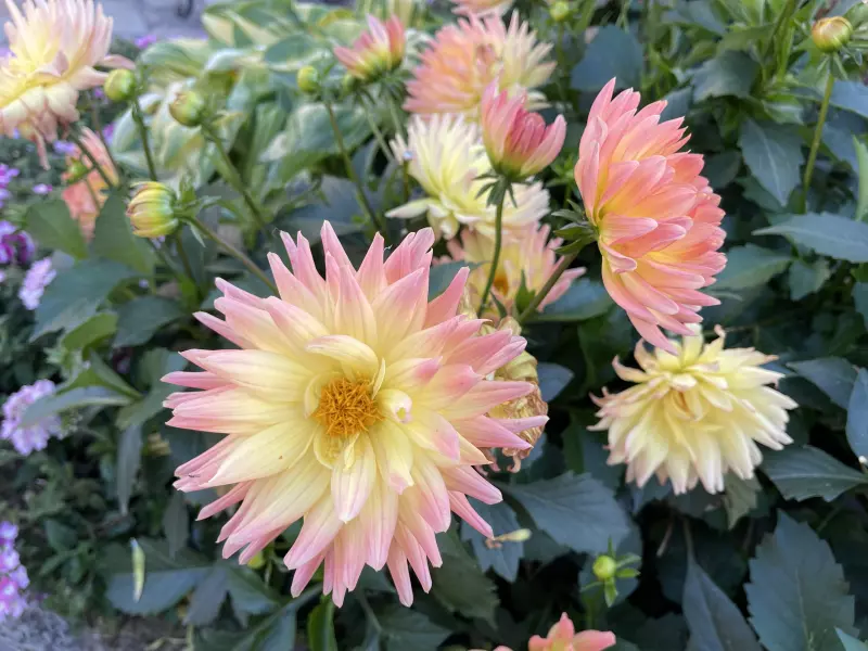 Чайная беседка