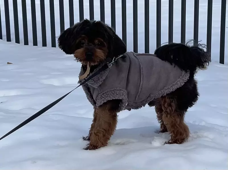 Чайная беседка