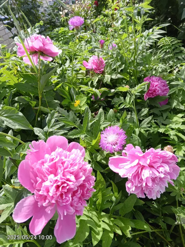 Чайная беседка