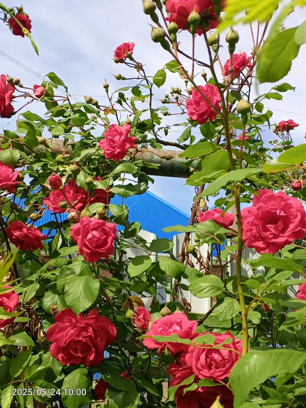 Чайная беседка