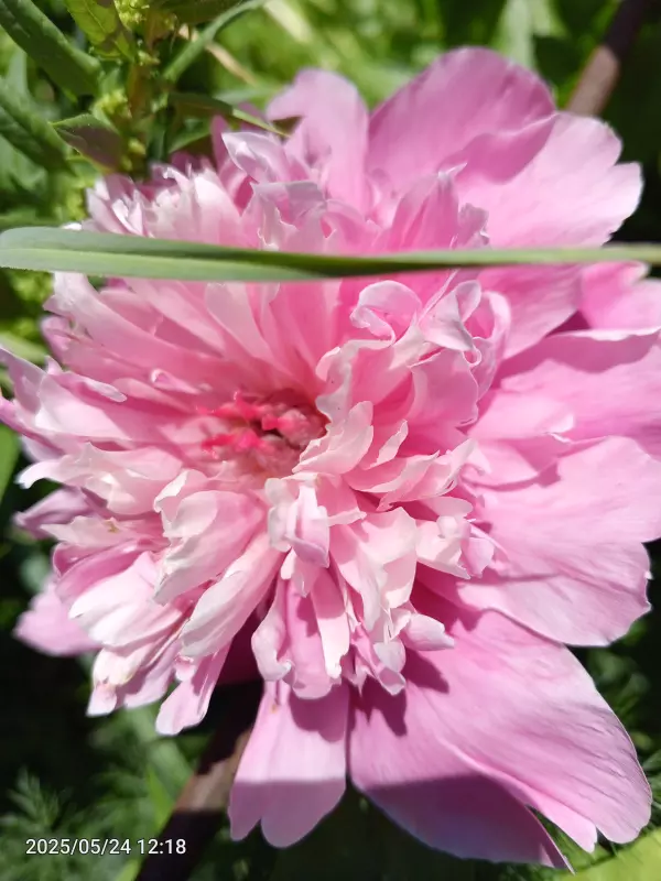 Чайная беседка