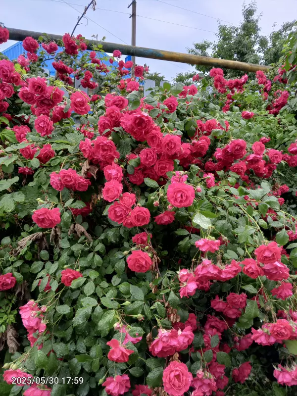 Чайная беседка