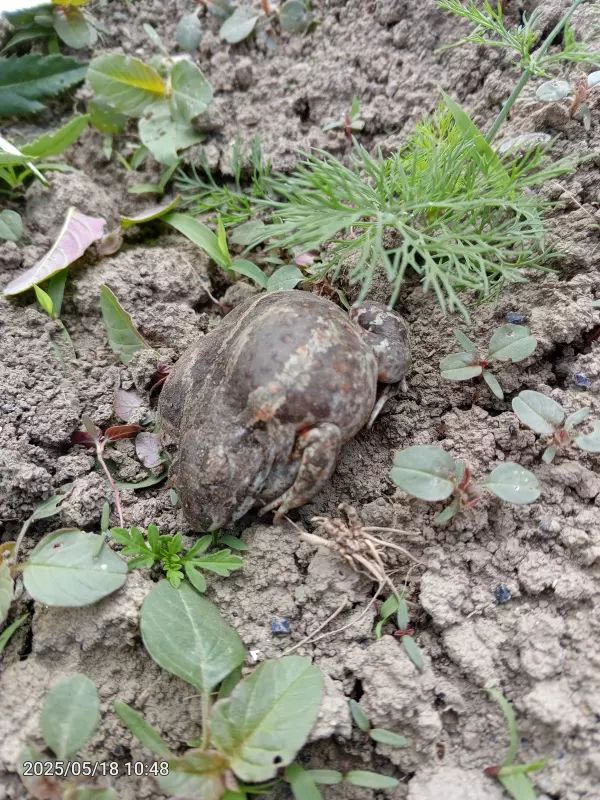 Чайная беседка