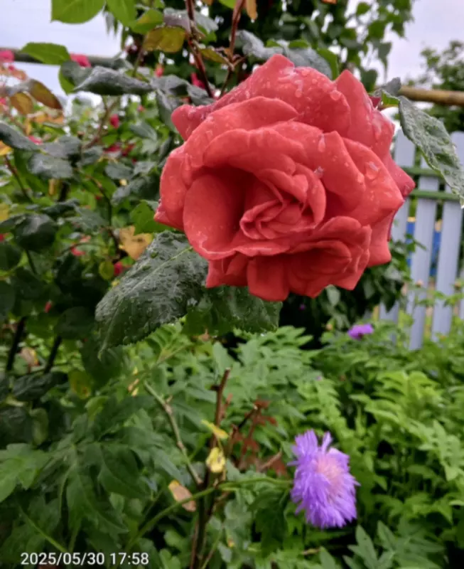 Чайная беседка