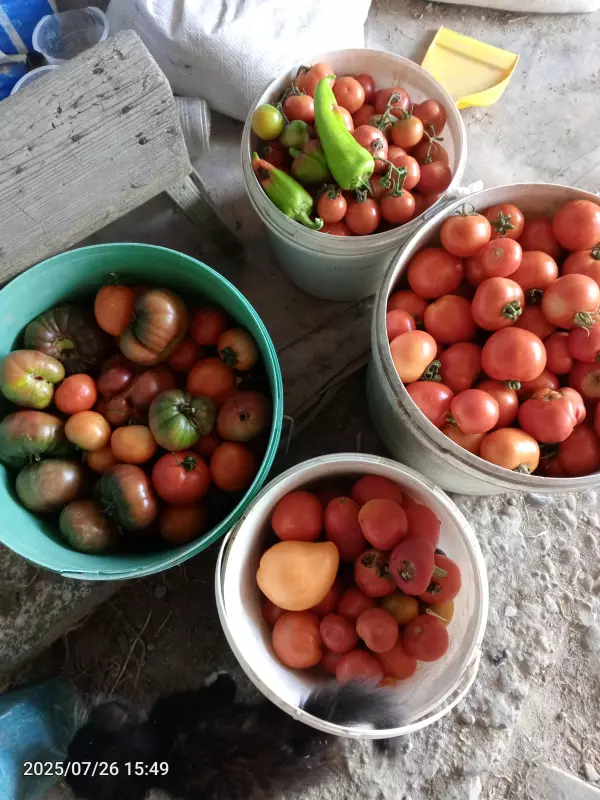 Чайная беседка