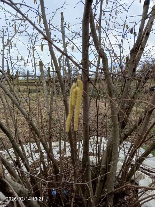 Чайная беседка