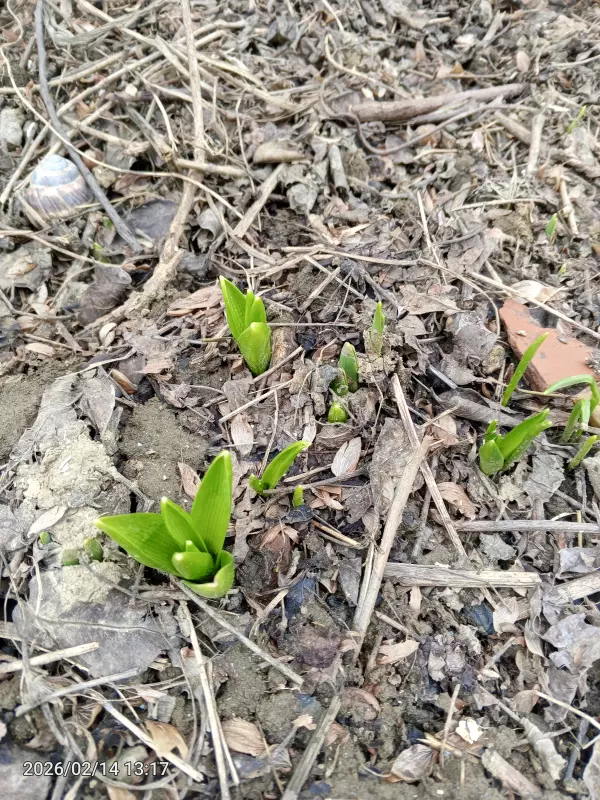 Чайная беседка