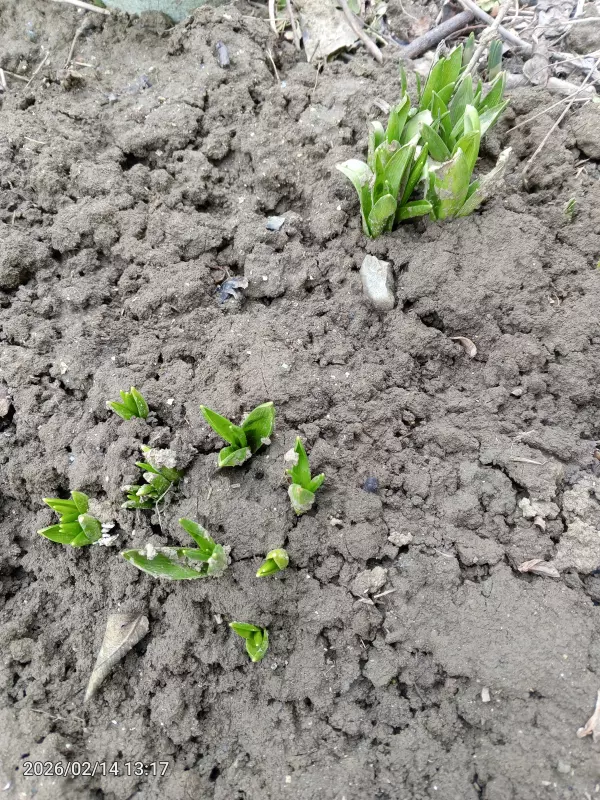 Чайная беседка