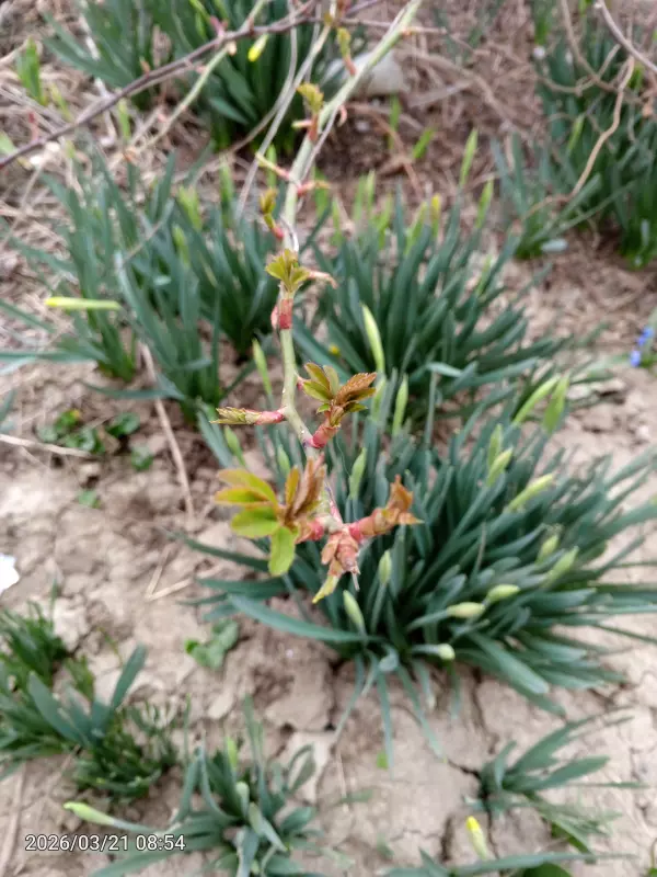 Чайная беседка