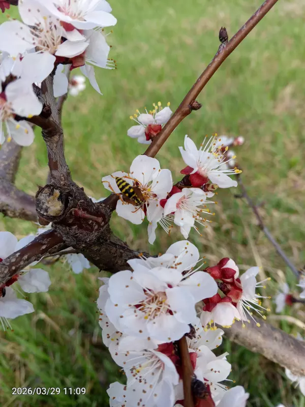 Чайная беседка