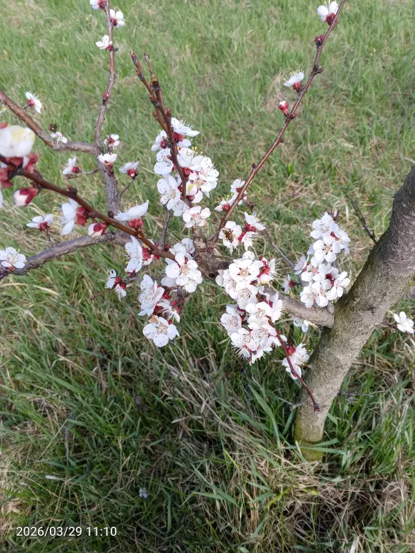 Чайная беседка