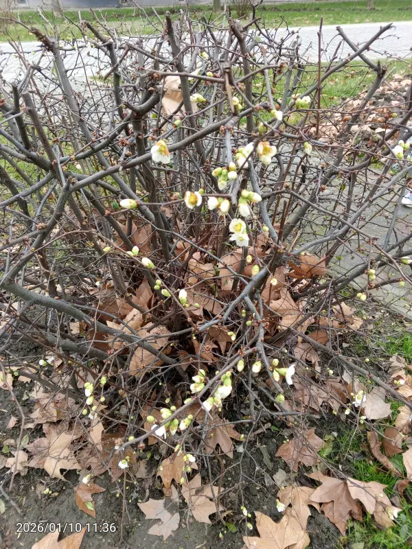 Чайная беседка