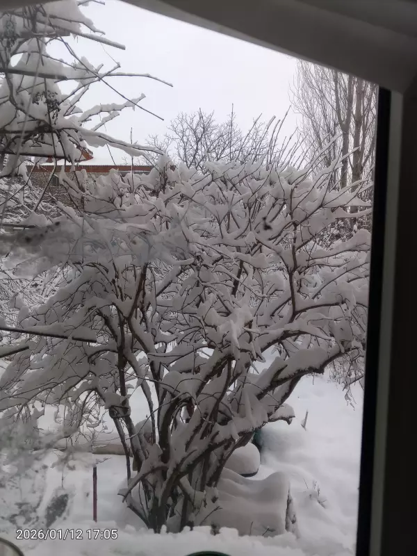 Чайная беседка